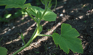 Havanapeber 'Habanero Orange' Blomstring Spaghettifrugt